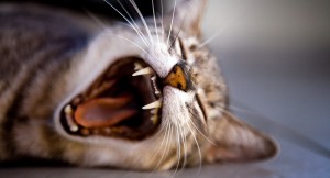 yawning cat pet friendly landlords Pendo blog